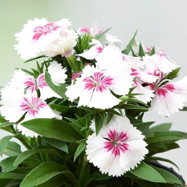 Best Seller Plants