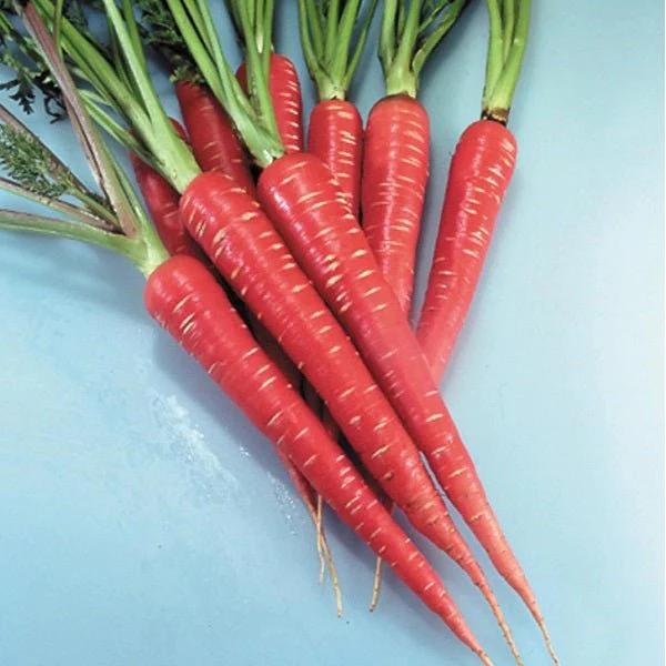Trending Seeds